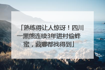 熟练得让人惊讶！四川一黑熊连续3年进村偷蜂蜜，藏哪都找得到