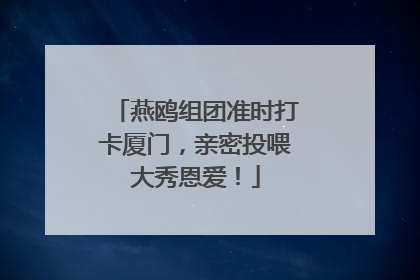 燕鸥组团准时打卡厦门，亲密投喂大秀恩爱！