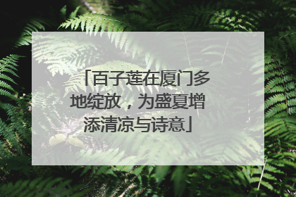 百子莲在厦门多地绽放，为盛夏增添清凉与诗意
