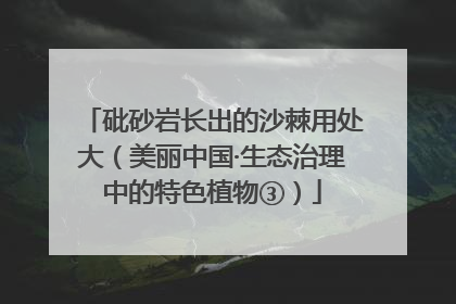 砒砂岩长出的沙棘用处大（美丽中国·生态治理中的特色植物③）