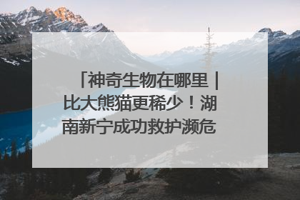 神奇生物在哪里｜比大熊猫更稀少！湖南新宁成功救护濒危鸟类海南鳽