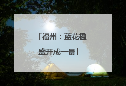 福州：蓝花楹盛开成一景
