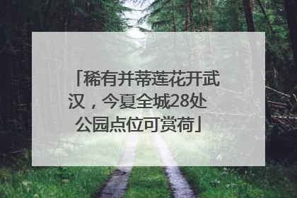 稀有并蒂莲花开武汉，今夏全城28处公园点位可赏荷