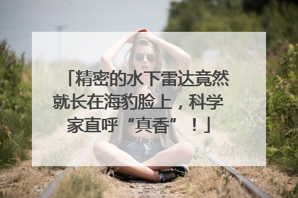 精密的水下雷达竟然就长在海豹脸上，科学家直呼“真香”！