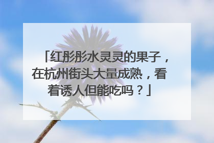 红彤彤水灵灵的果子，在杭州街头大量成熟，看着诱人但能吃吗？