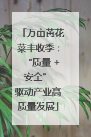 万亩黄花菜丰收季：“质量 + 安全” 驱动产业高质量发展