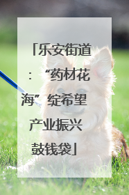 乐安街道：“药材花海”绽希望 产业振兴鼓钱袋