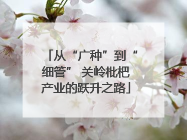 从“广种”到“细管” 关岭枇杷产业的跃升之路