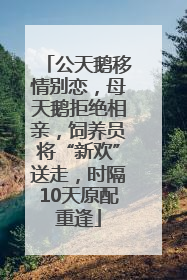 公天鹅移情别恋，母天鹅拒绝相亲，饲养员将“新欢”送走，时隔10天原配重逢