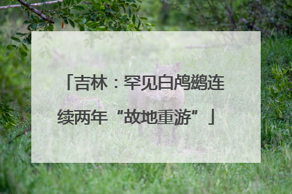 吉林：罕见白鸬鹚连续两年“故地重游”