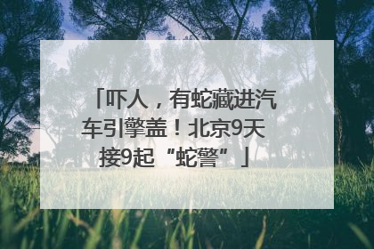吓人，有蛇藏进汽车引擎盖！北京9天接9起“蛇警”