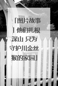 图片故事丨他们扎根深山 只为守护川金丝猴的家园
