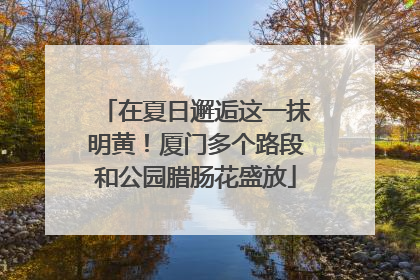 在夏日邂逅这一抹明黄！厦门多个路段和公园腊肠花盛放