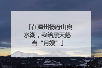 在温州杨府山奥水湖，我给黑天鹅当“月嫂”