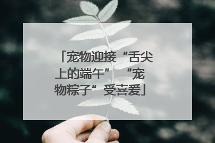 宠物迎接“舌尖上的端午” “宠物粽子”受喜爱