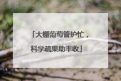 大棚葡萄管护忙，科学疏果助丰收