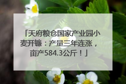 天府粮仓国家产业园小麦开镰：产量三年连涨，亩产584.3公斤！