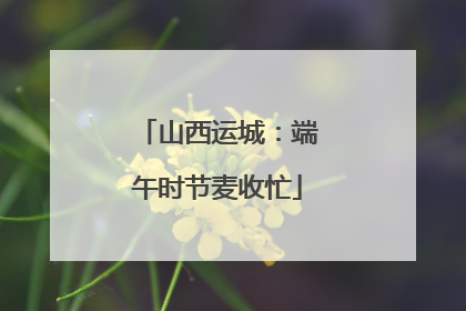 山西运城：端午时节麦收忙