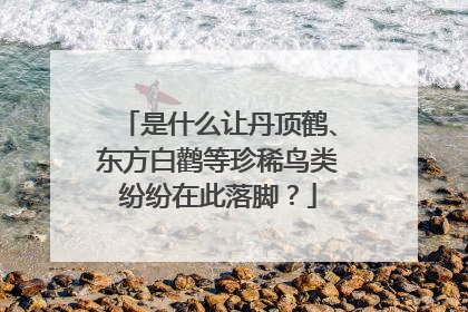 是什么让丹顶鹤、东方白鹳等珍稀鸟类纷纷在此落脚？