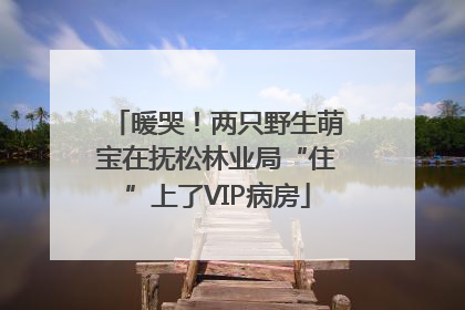 暖哭！两只野生萌宝在抚松林业局“住”上了VIP病房