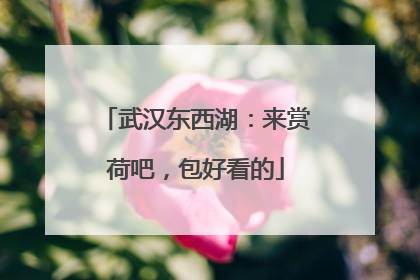 武汉东西湖：来赏荷吧，包好看的