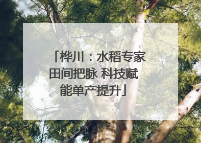桦川：水稻专家田间把脉 科技赋能单产提升