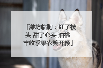 潍坊临朐：红了枝头 甜了心头 油桃丰收季果农笑开颜