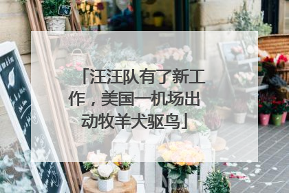 汪汪队有了新工作，美国一机场出动牧羊犬驱鸟