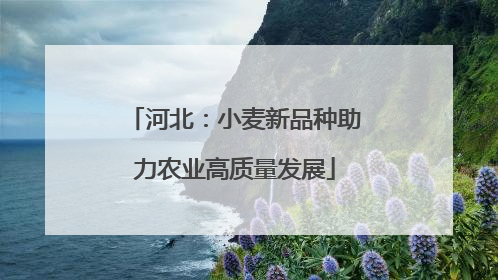 河北：小麦新品种助力农业高质量发展