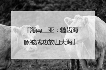 海南三亚：糙齿海豚被成功放归大海