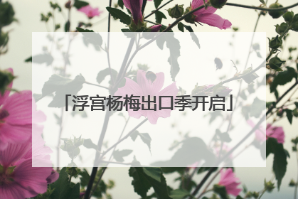 浮宫杨梅出口季开启