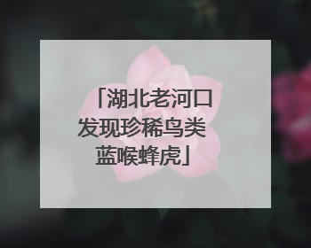 湖北老河口发现珍稀鸟类蓝喉蜂虎