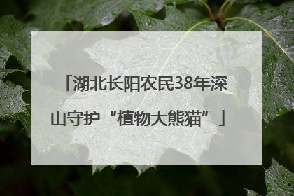 湖北长阳农民38年深山守护“植物大熊猫”