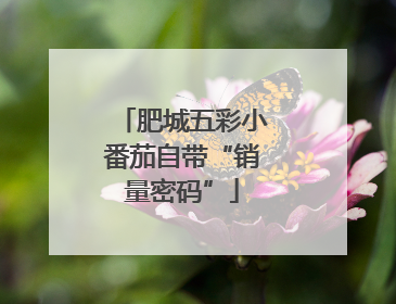 肥城五彩小番茄自带“销量密码”