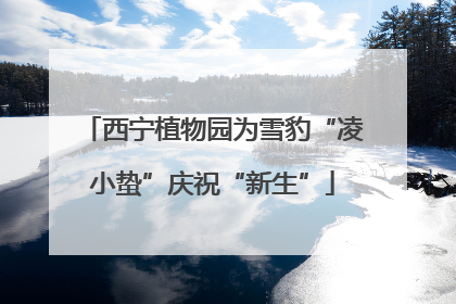 西宁植物园为雪豹“凌小蛰”庆祝“新生”