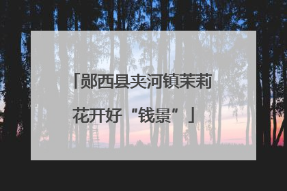 郧西县夹河镇茉莉花开好“钱景”