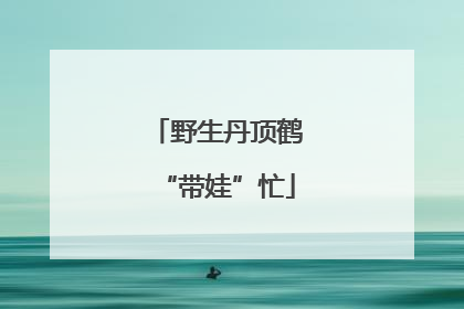 野生丹顶鹤“带娃”忙