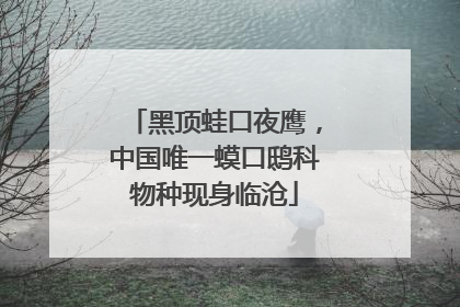 黑顶蛙口夜鹰，中国唯一蟆口鸱科物种现身临沧