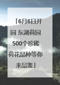 6月6日开园 东湖荷园500个珍稀荷花品种等你来品鉴