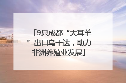 9只成都“大耳羊”出口乌干达，助力非洲养殖业发展